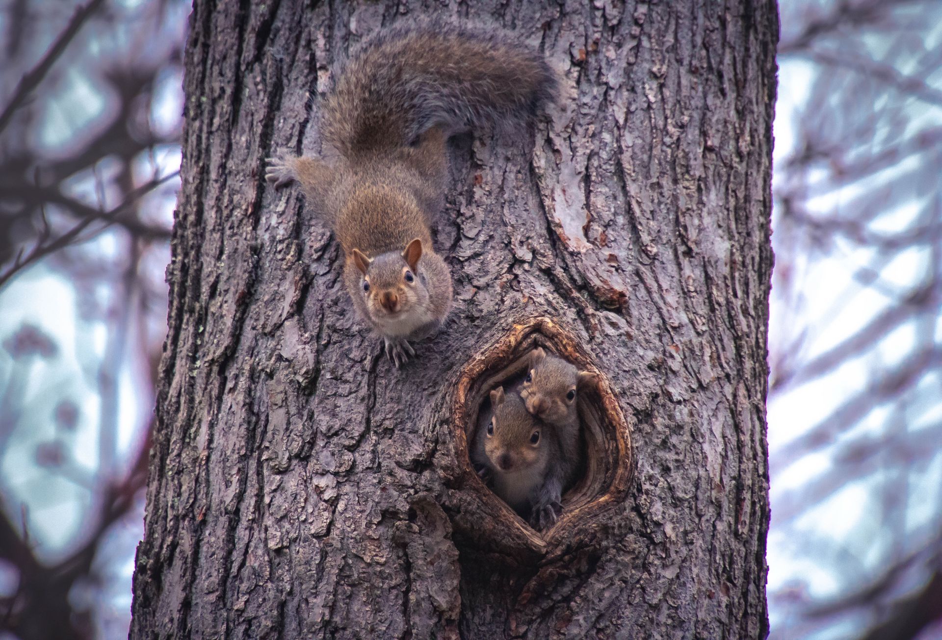 A couple of squirrels sitting on top of a tree