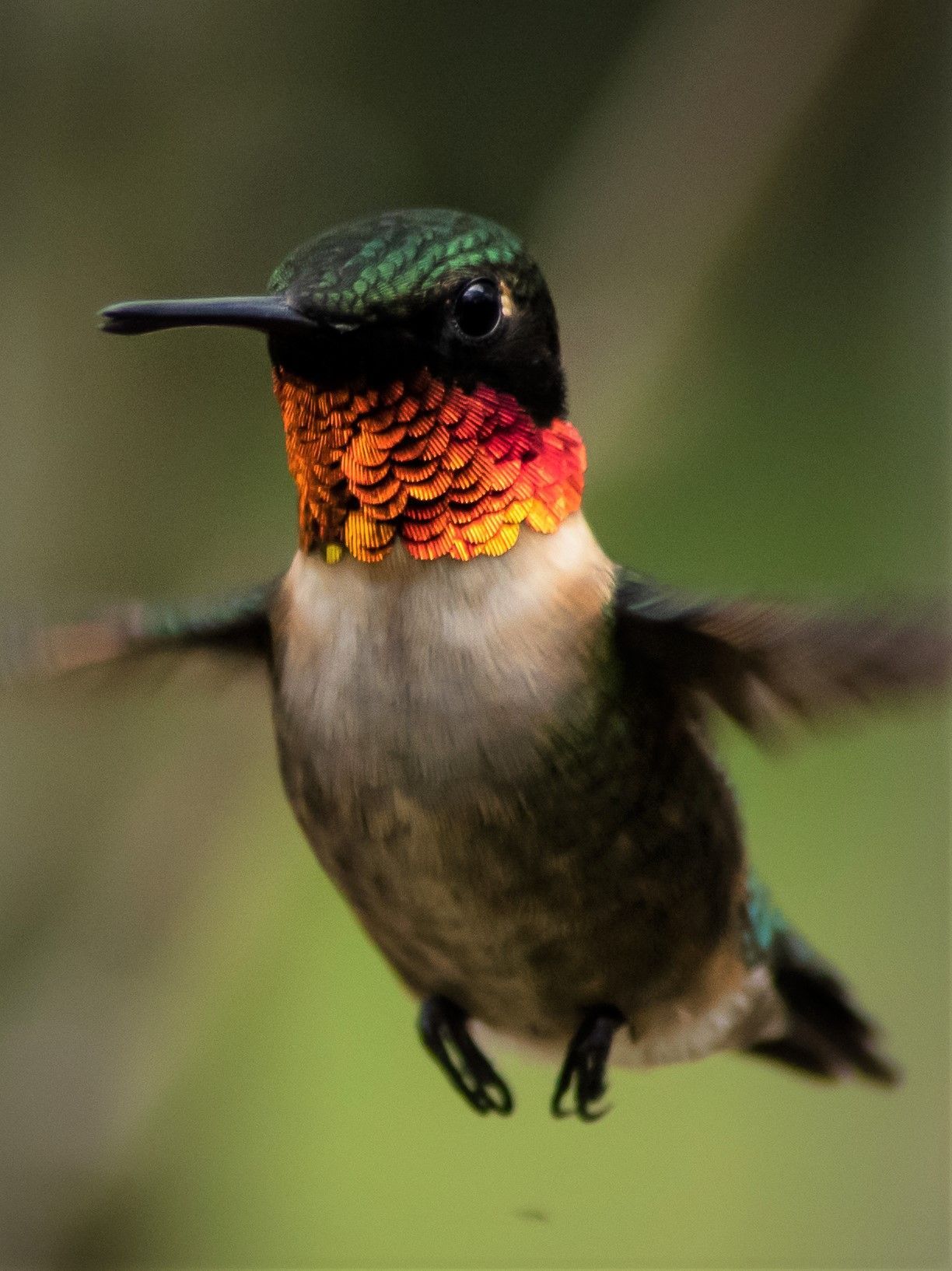A close up of a hummingbird flying in the air