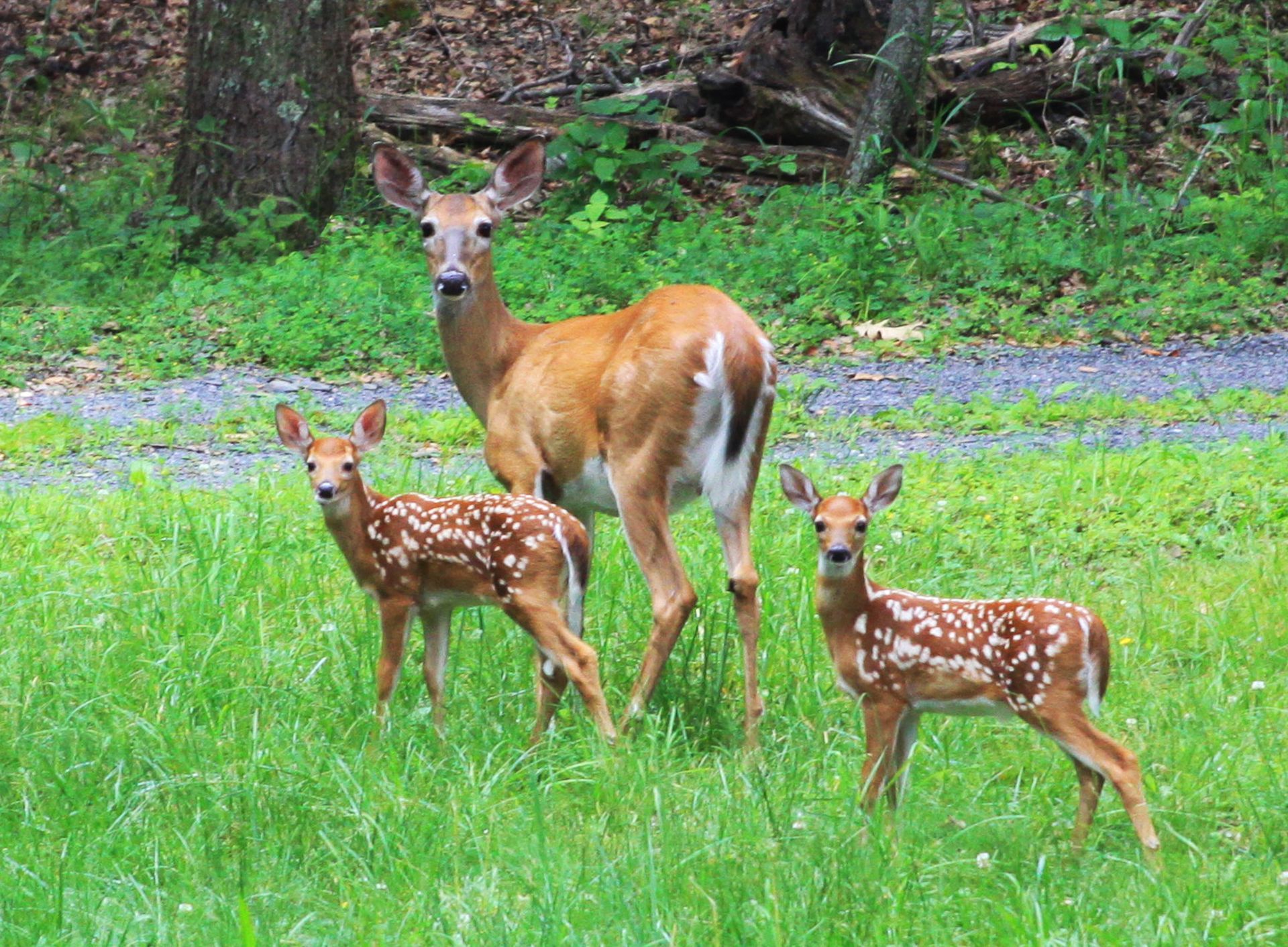 A mother deer and her two fawns are standing in a grassy field.
