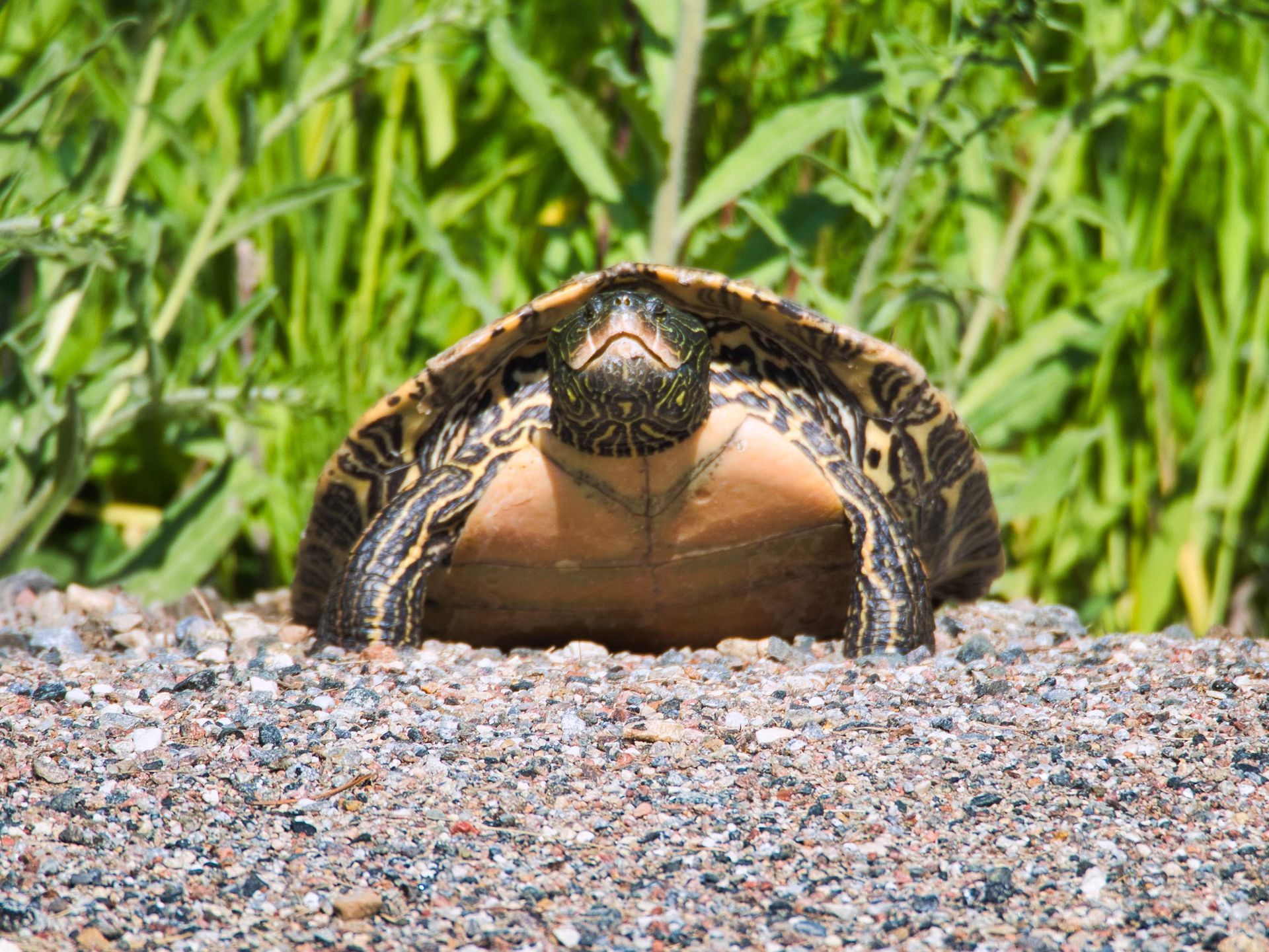 A turtle is laying on its back on a pile of rocks.