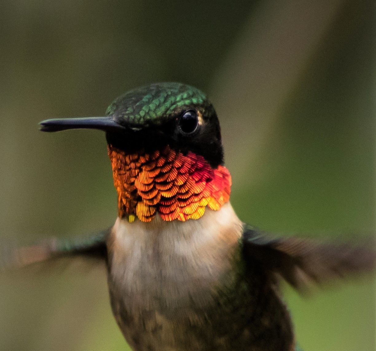 A close up of a hummingbird with a green head