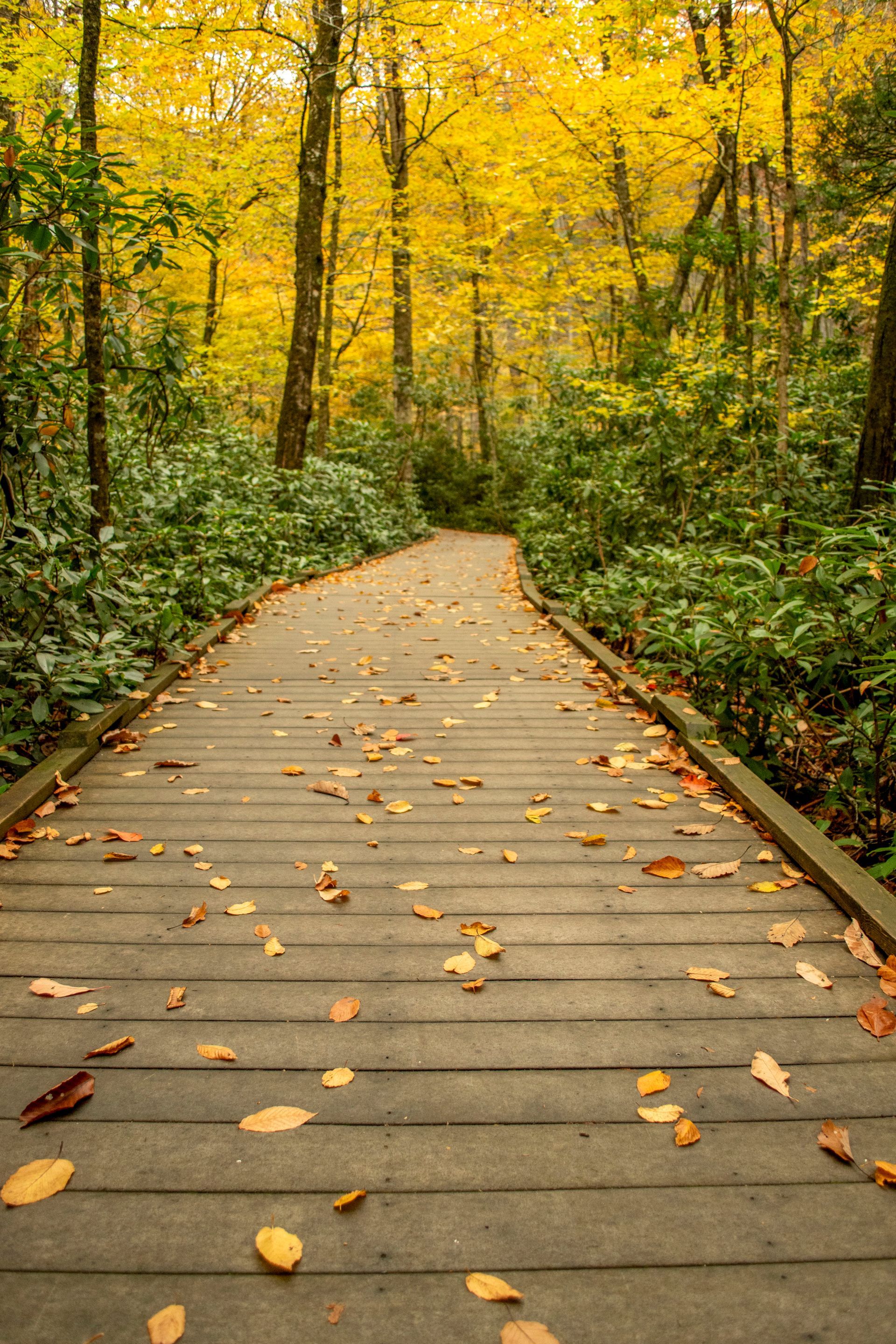 A wooden walkway in the middle of a forest covered in leaves.