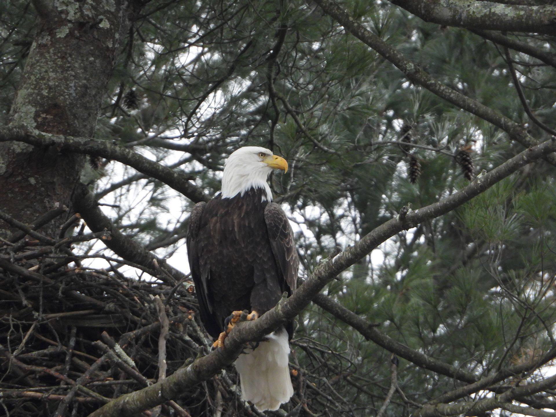 A bald eagle perched on a tree branch