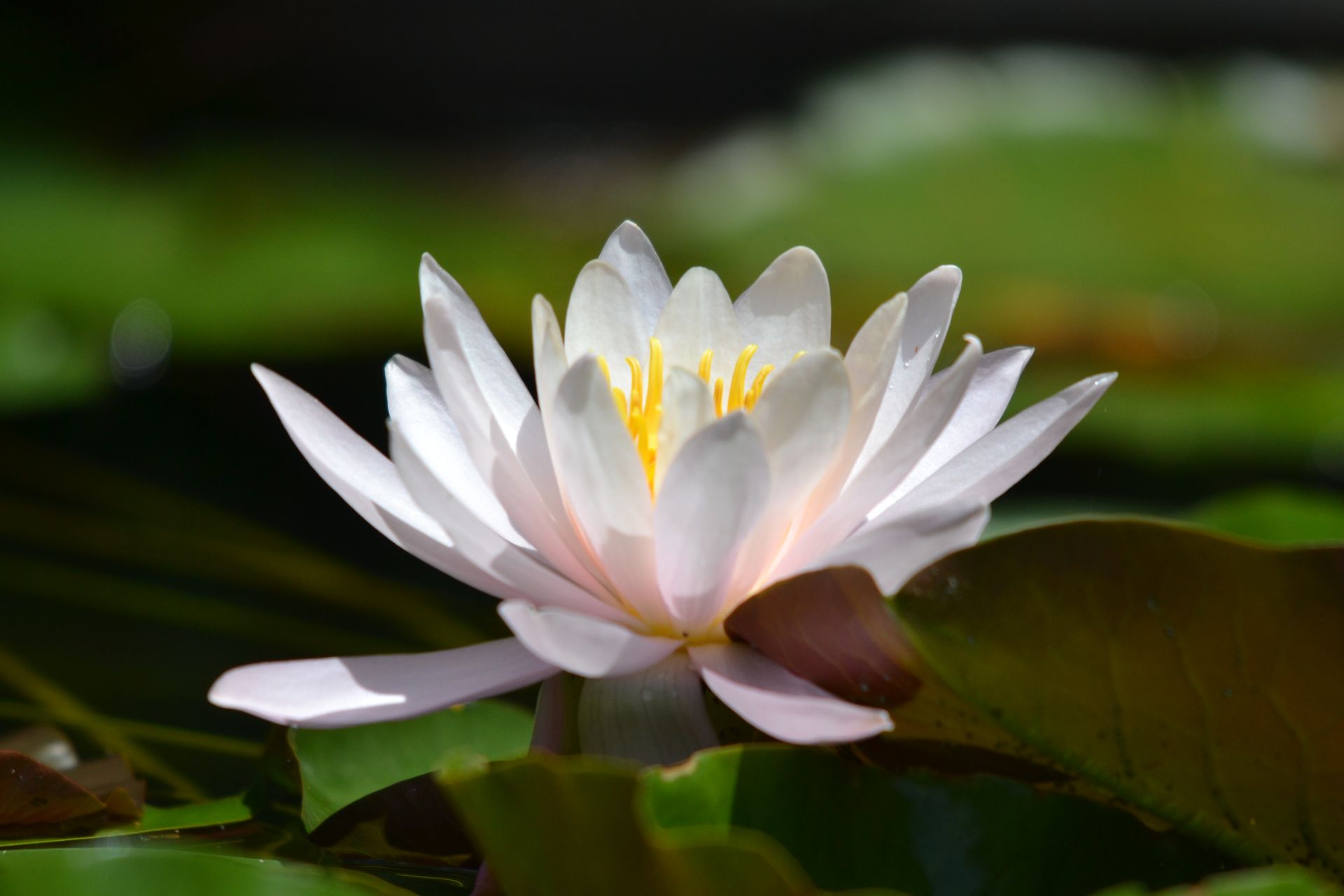 A close up of a white water lily with a yellow center