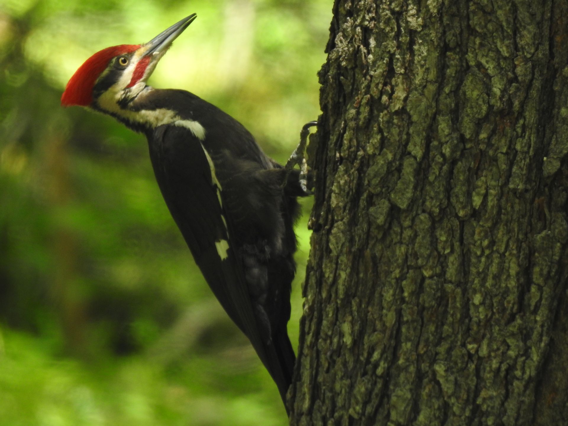 A black woodpecker with a red beak is perched on a tree