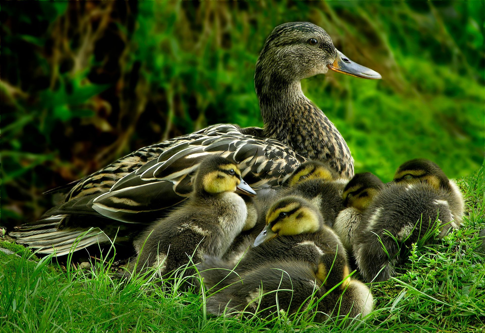 A mother duck and her ducklings are laying in the grass