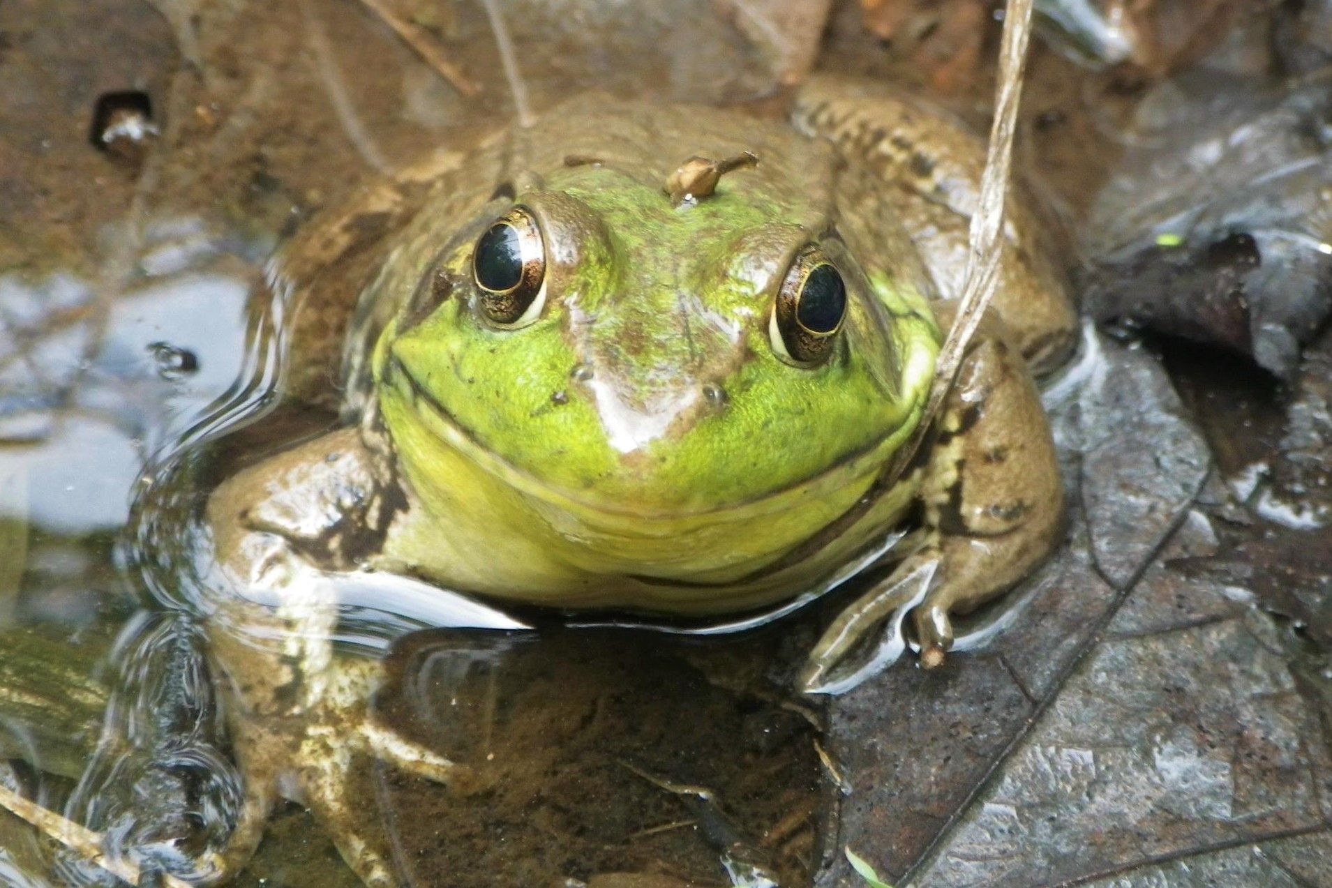 A green frog is sitting in the water and looking at the camera.