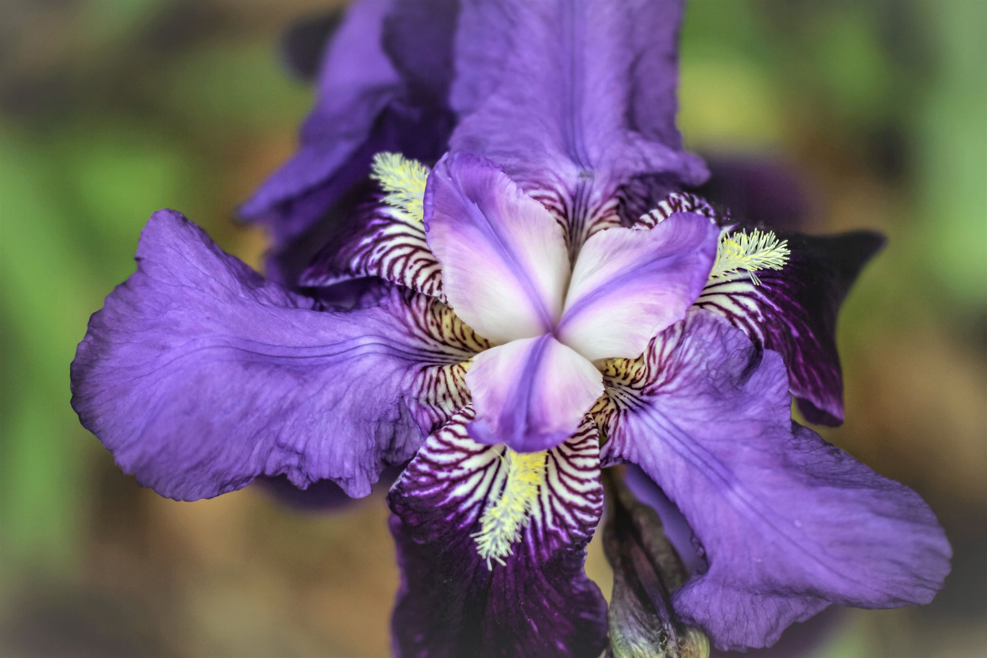 A close up of a purple flower with a yellow center.