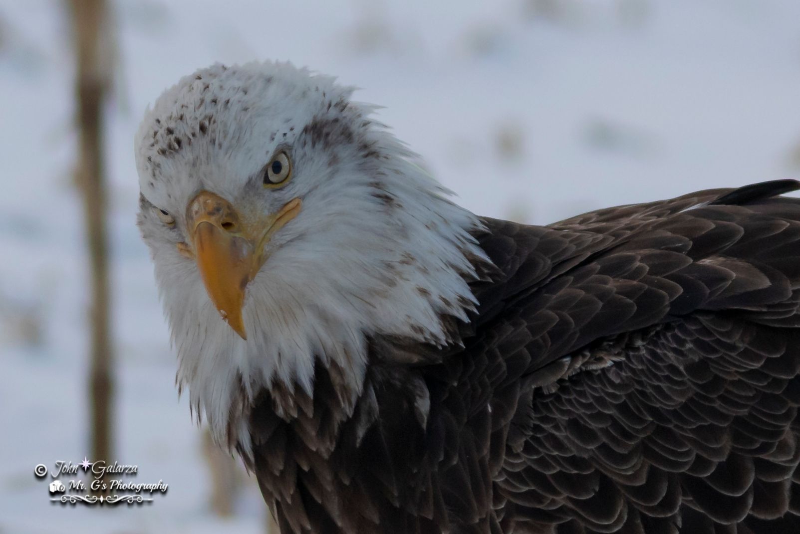 A bald eagle is standing in the snow and looking at the camera