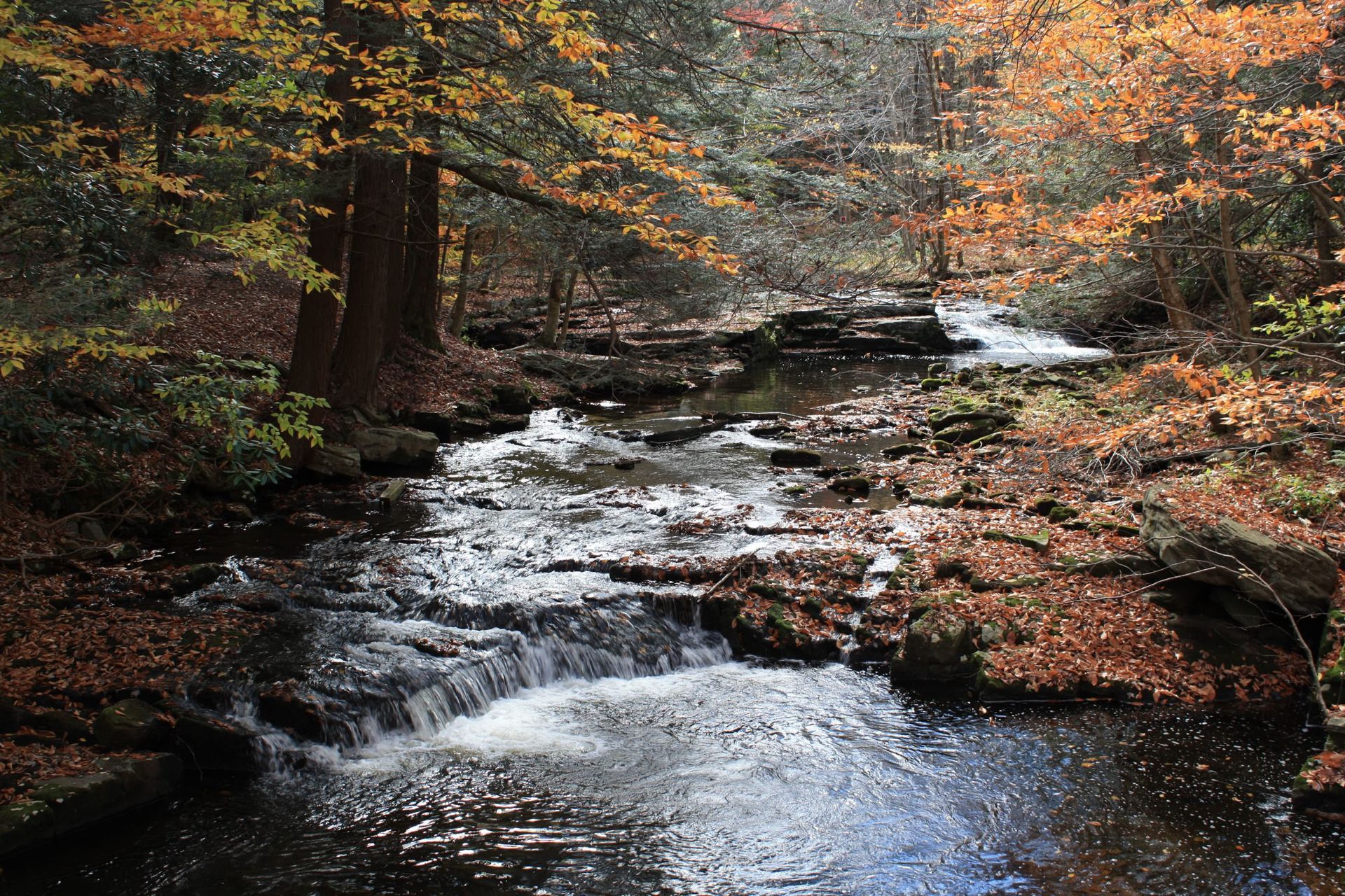 A river flowing through a forest surrounded by trees and rocks