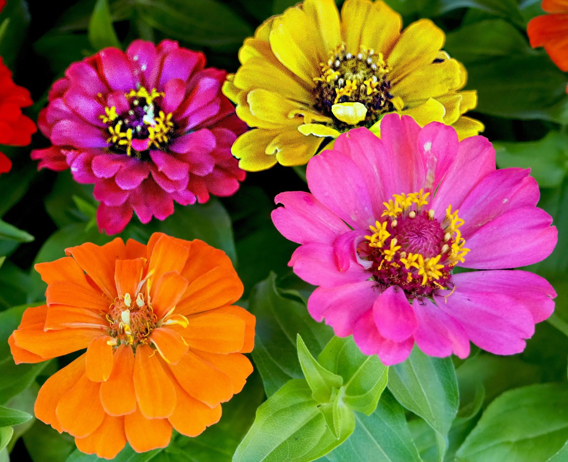 A bunch of different colored flowers are surrounded by green leaves