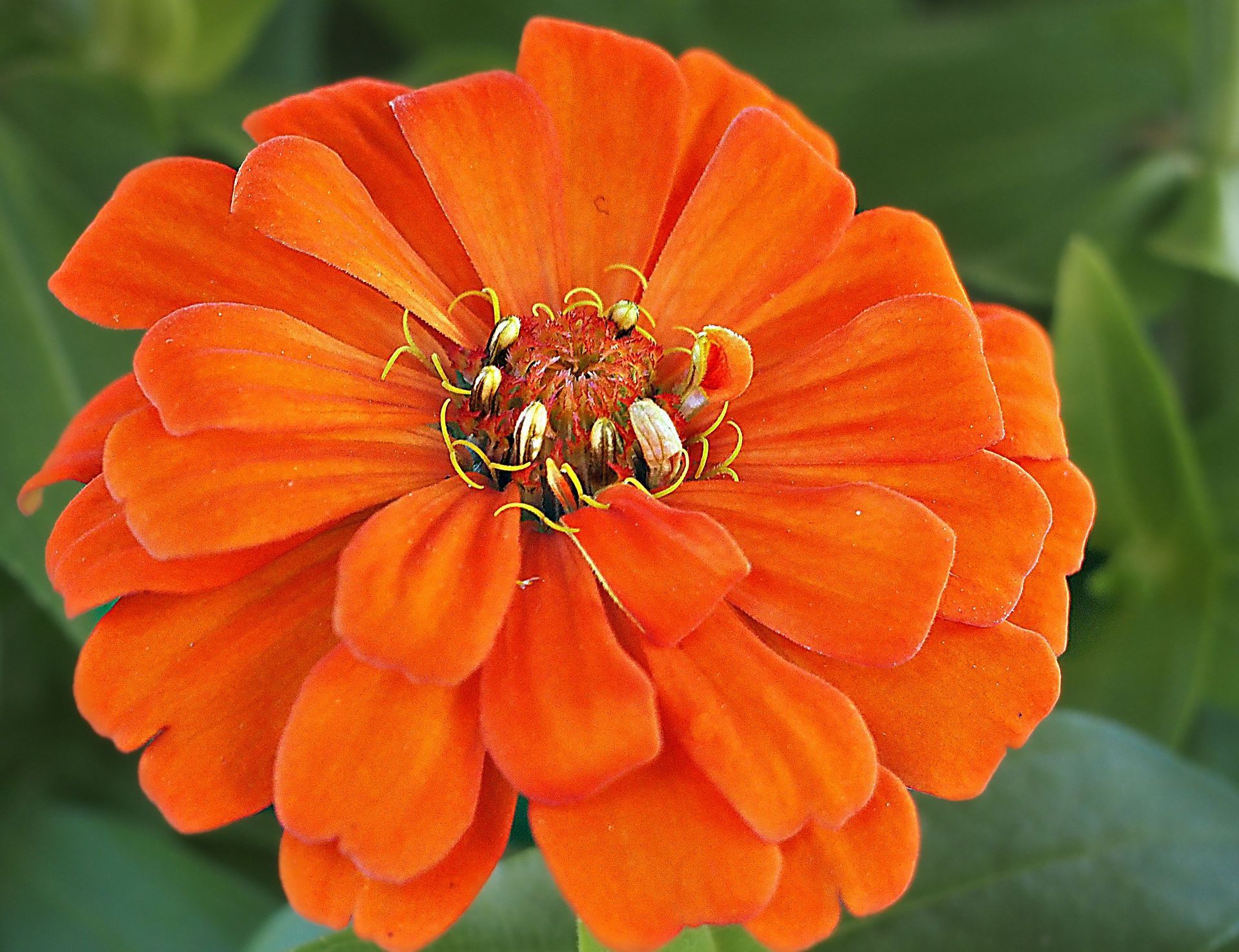A close up of an orange flower with a green background