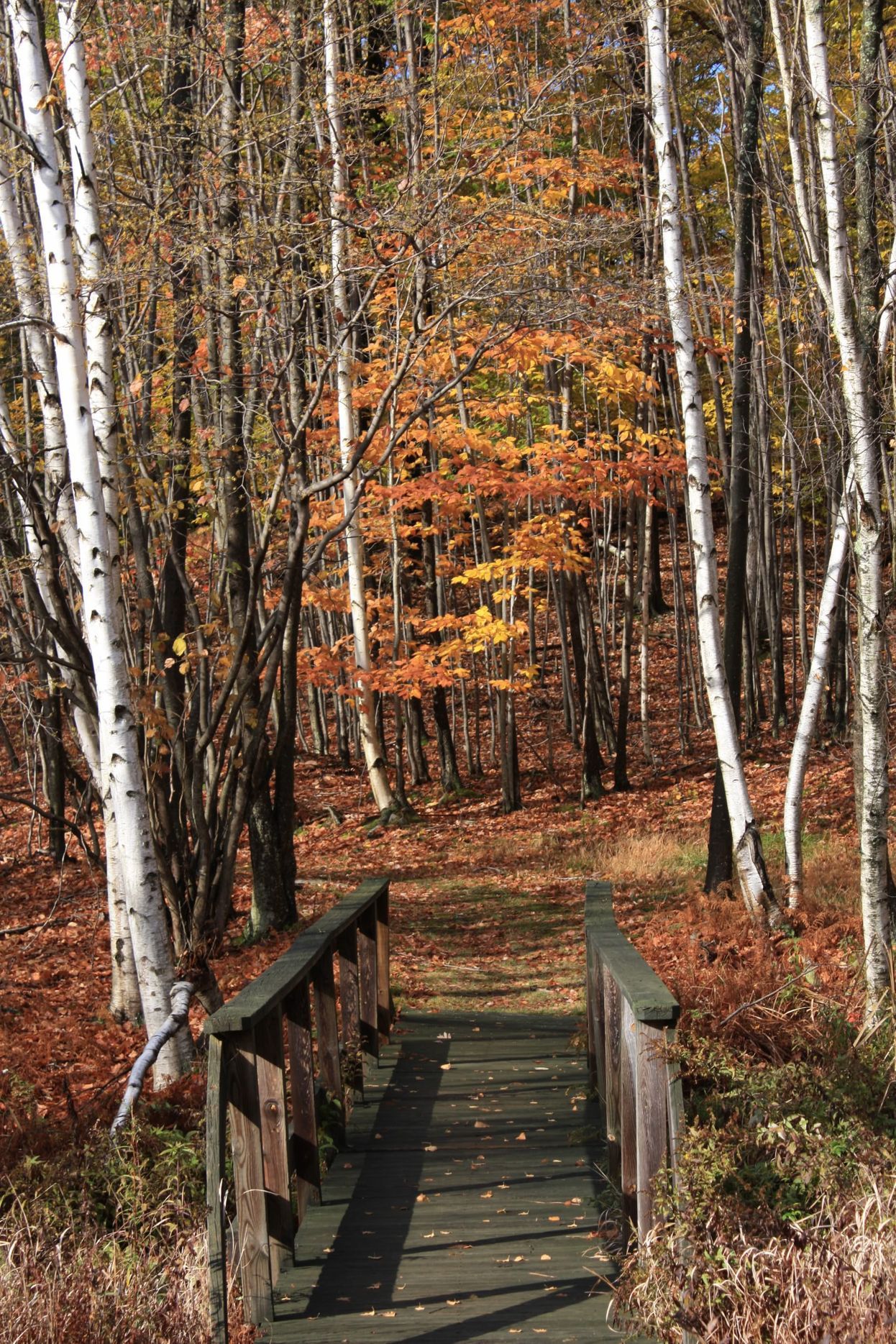 A wooden bridge in the middle of a forest