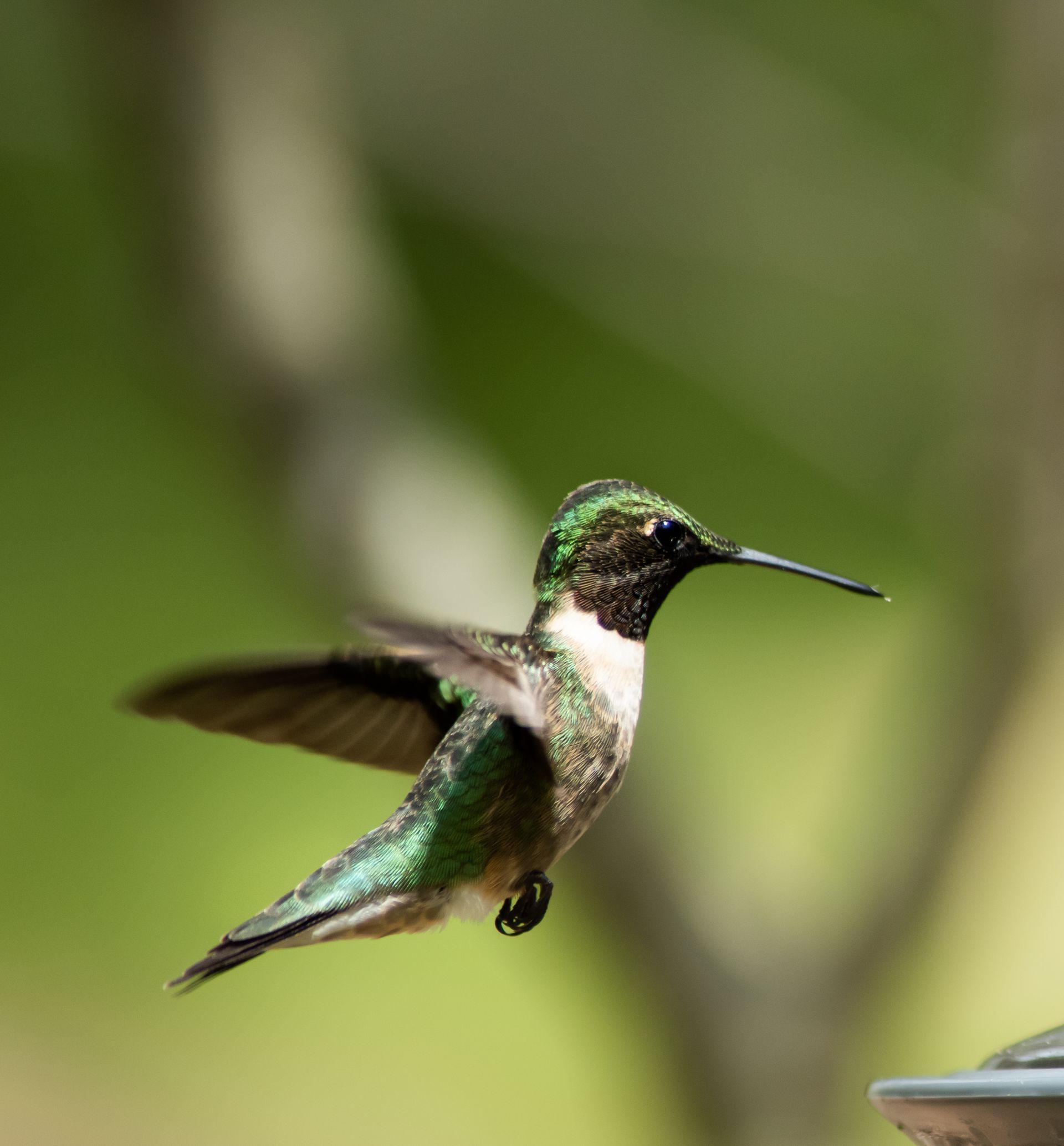 A hummingbird is flying near a bird feeder