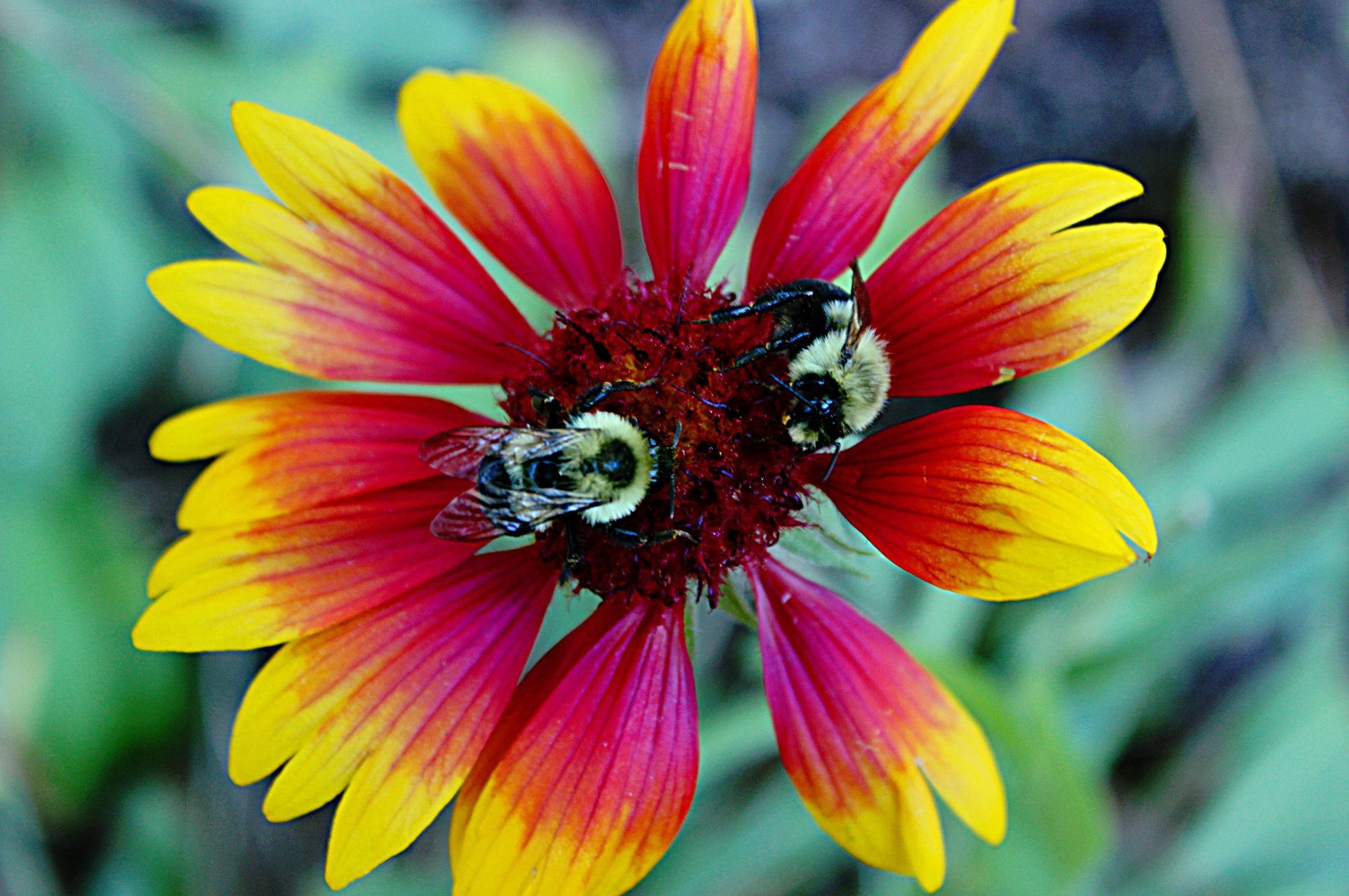 Two bees are sitting on a red and yellow flower