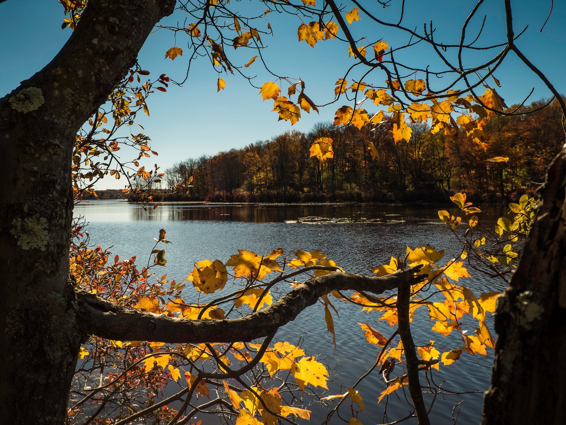 A tree branch with yellow leaves hanging over a lake