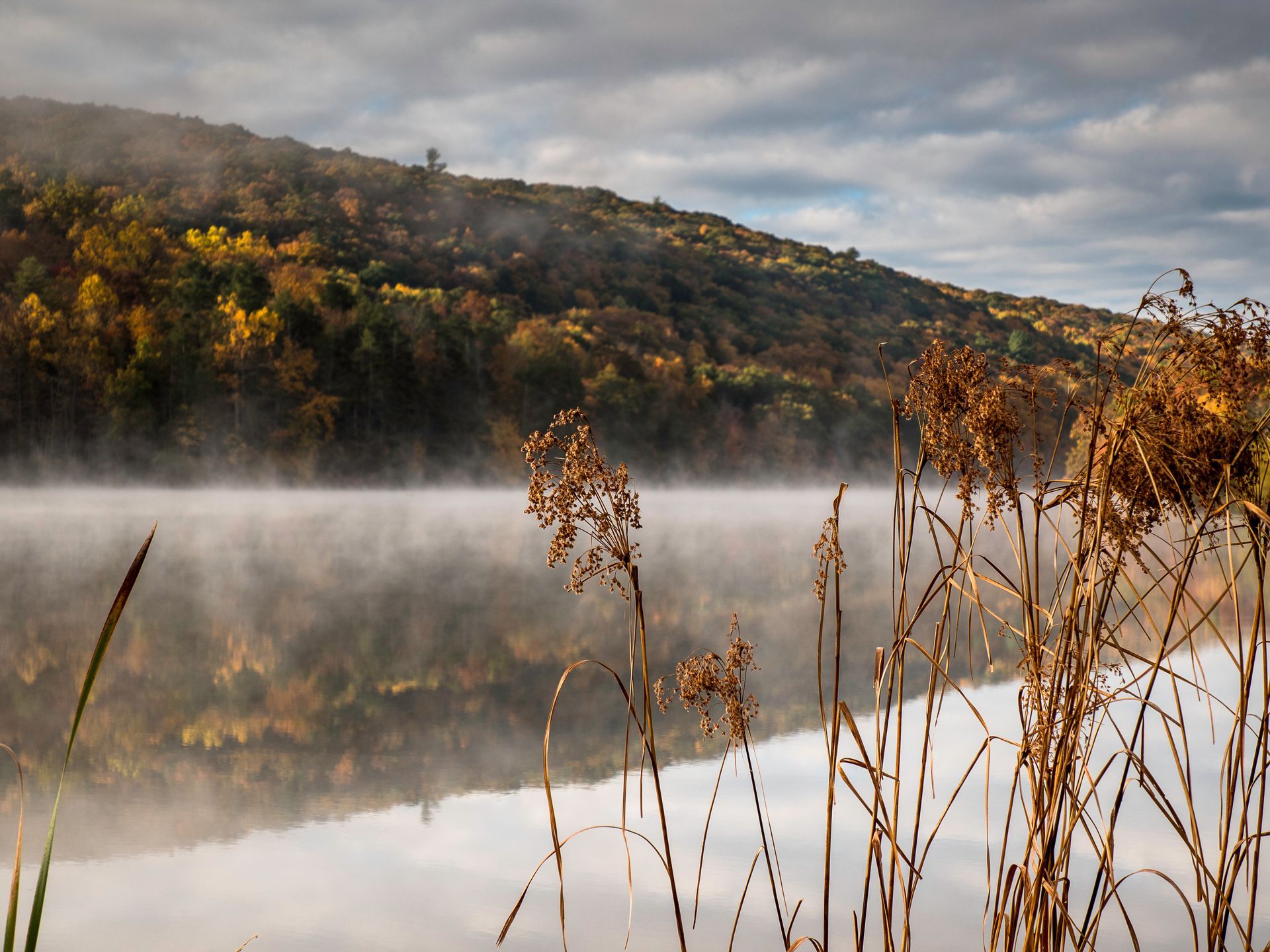 A foggy lake with tall grass in the foreground and mountains in the background.