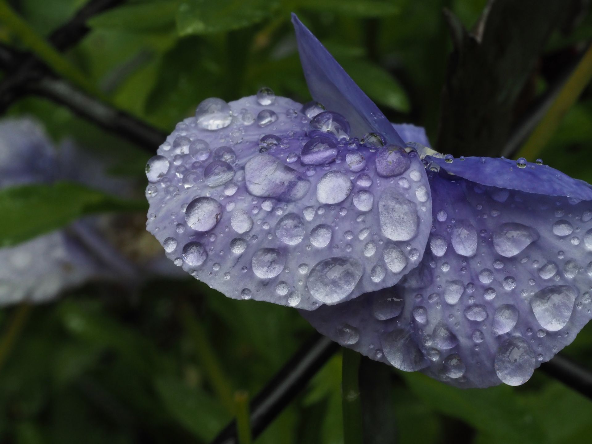 A close up of a purple flower with water drops on it