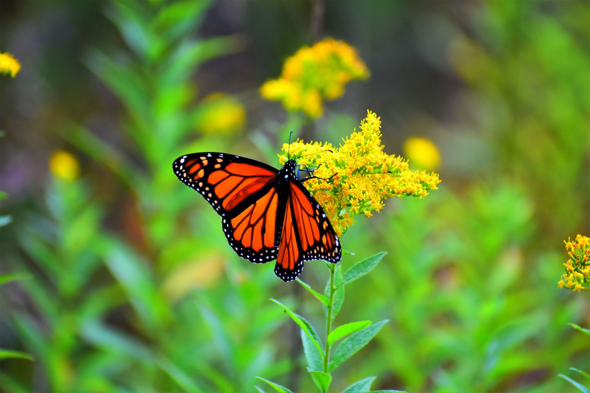 A butterfly is perched on a yellow flower in a field.