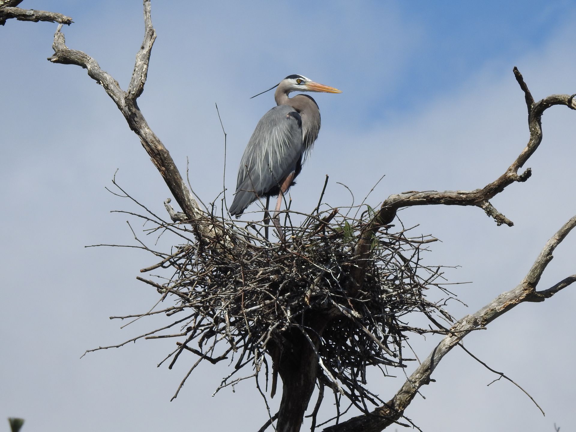 A bird perched on top of a nest in a tree