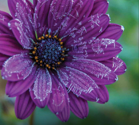 A close up of a purple flower with water drops on it