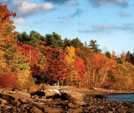 A rocky shoreline with trees in the background and a body of water in the foreground