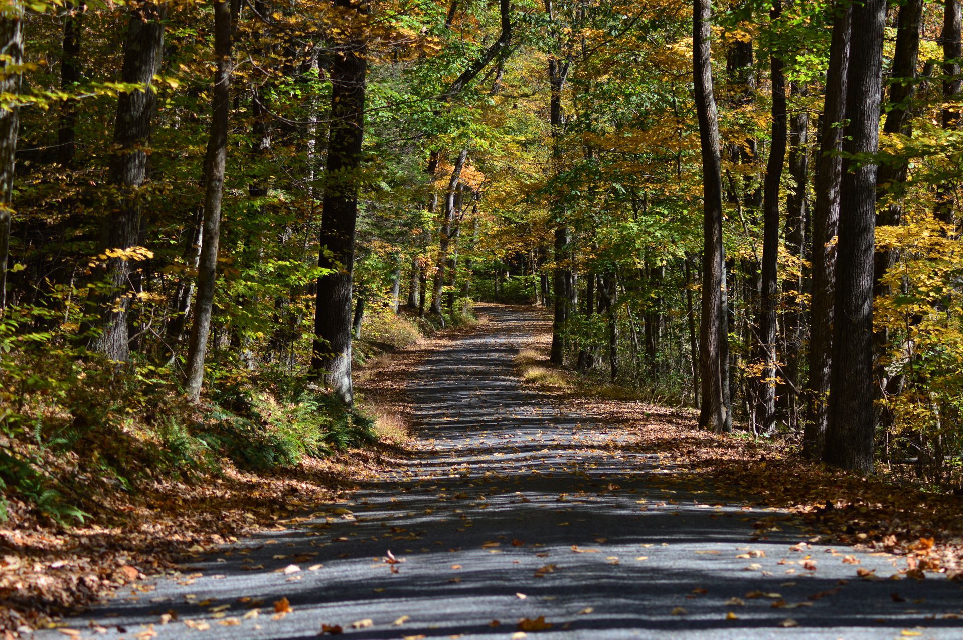 A road in the woods with leaves on the ground