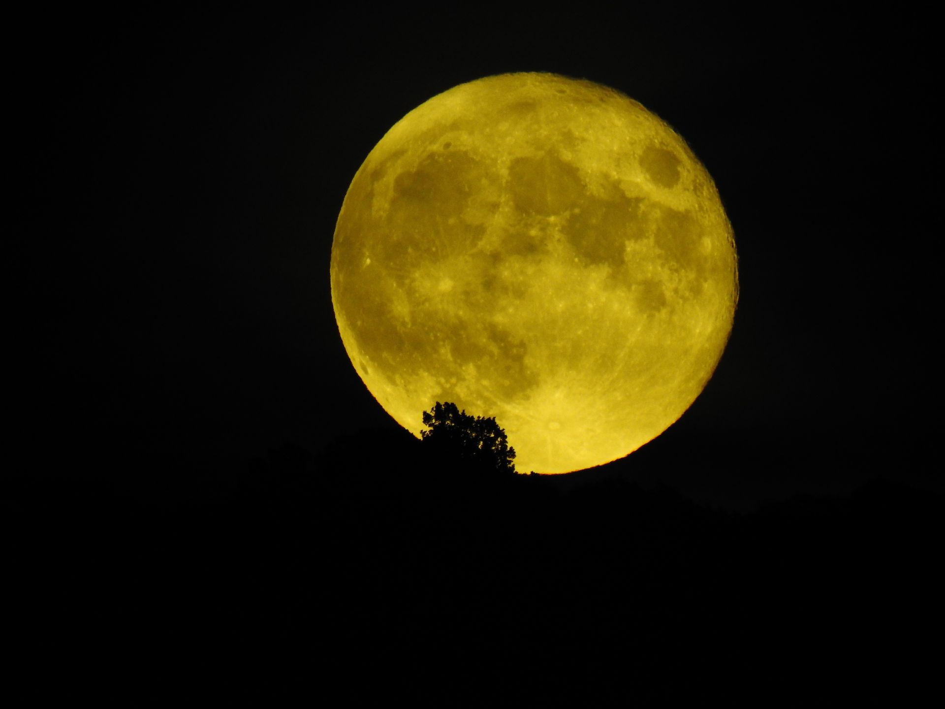 A full moon is rising in the night sky with a tree in the foreground.