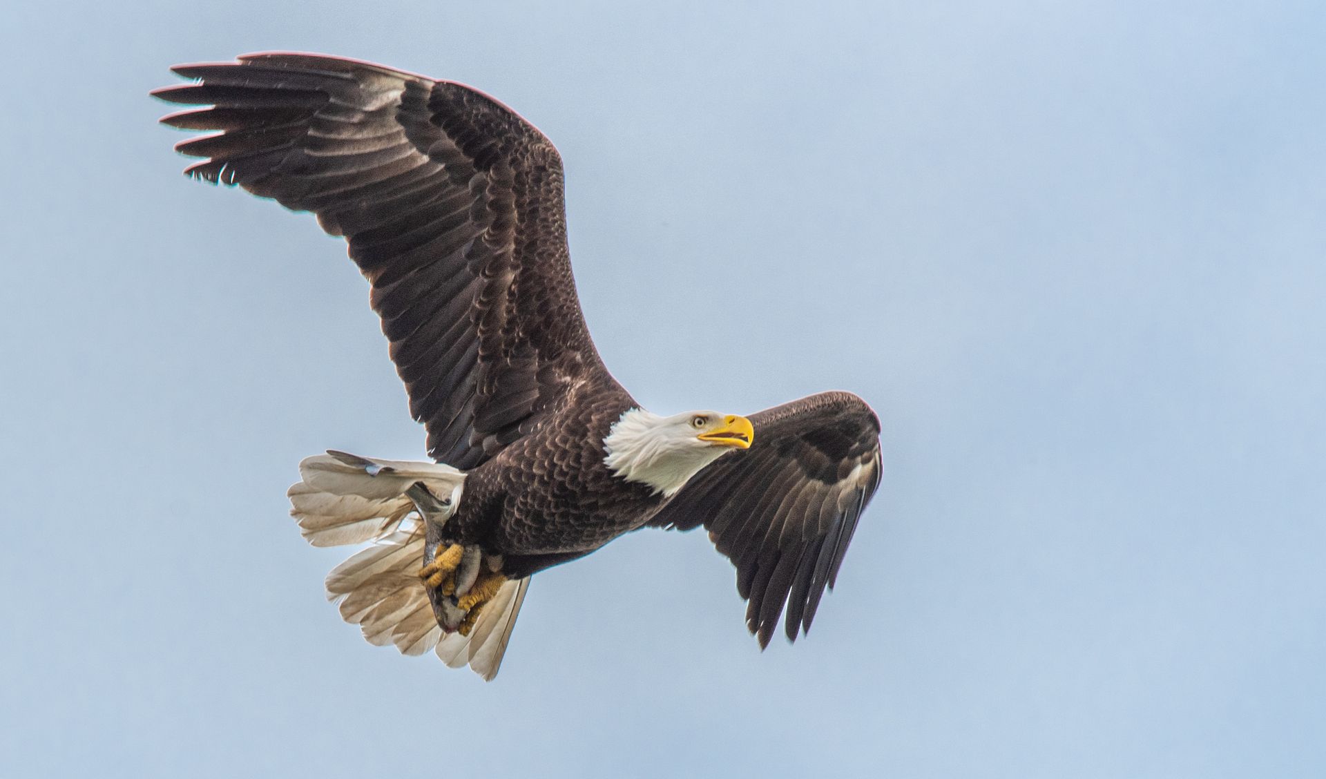 A bald eagle is flying through a blue sky with its wings spread.