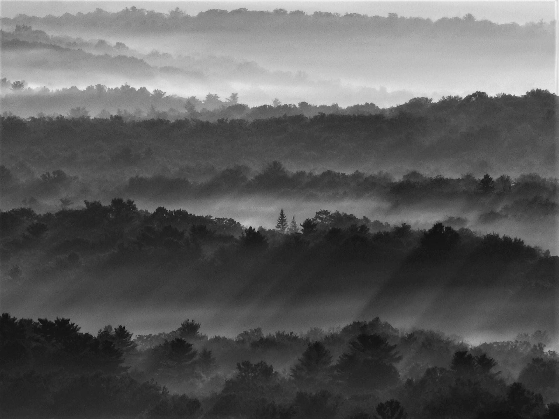 A black and white photo of a foggy forest
