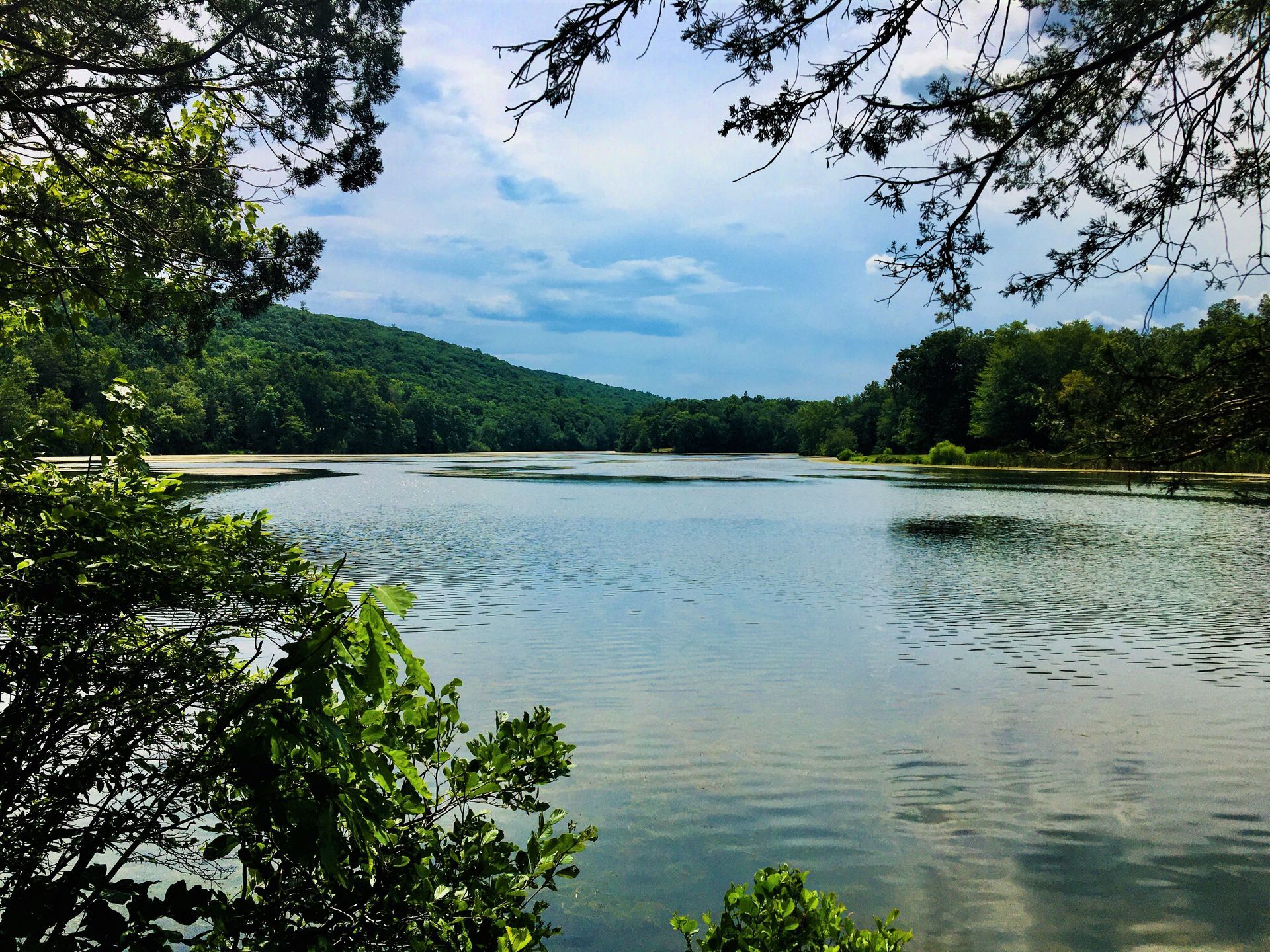 A large body of water surrounded by trees on a sunny day
