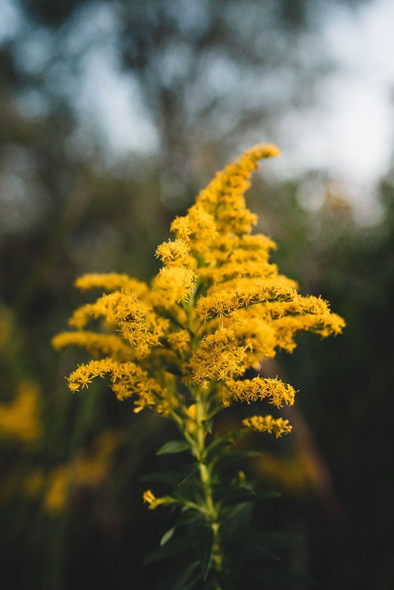 Nebraska Native Flower Goldenrod