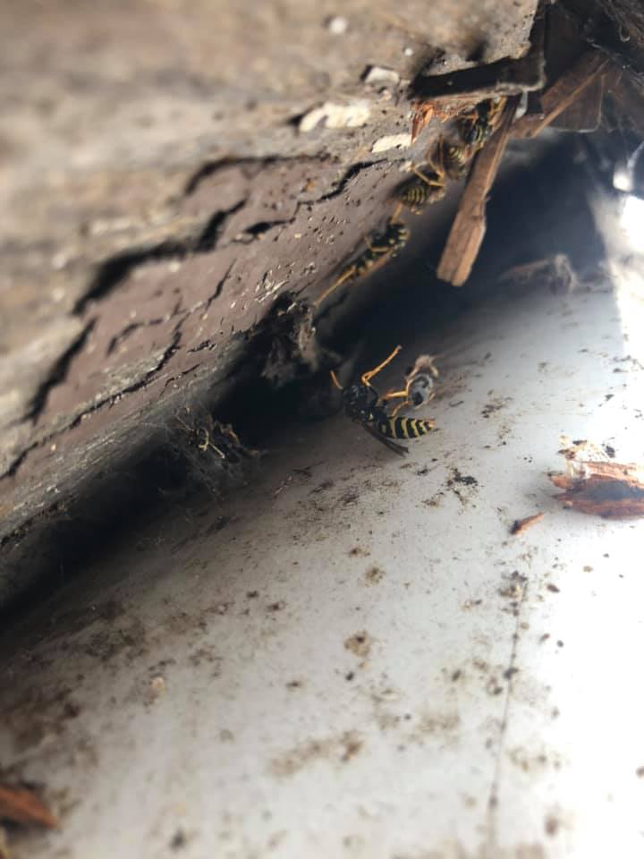 Wasps — Rockland, WI — Scenic Bluffs Pest Control