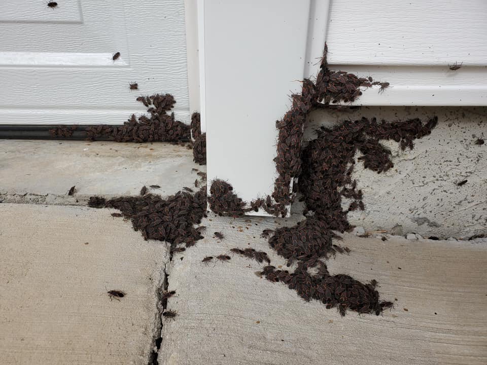 Boxelders — Rockland, WI — Scenic Bluffs Pest Control