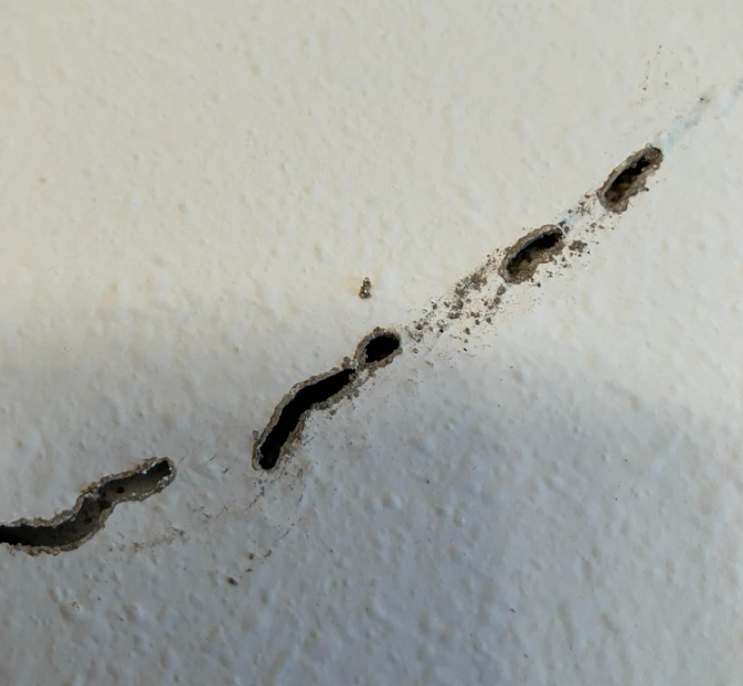 White Wall with Holes — Rockland, WI — Scenic Bluffs Pest Control