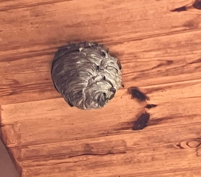 Bee Hive — Rockland, WI — Scenic Bluffs Pest Control