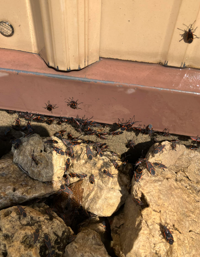 Elder Bugs — Rockland, WI — Scenic Bluffs Pest Control