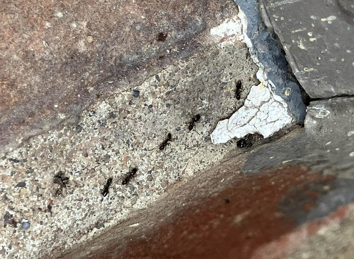 Army Of Ant — Rockland, WI — Scenic Bluffs Pest Control