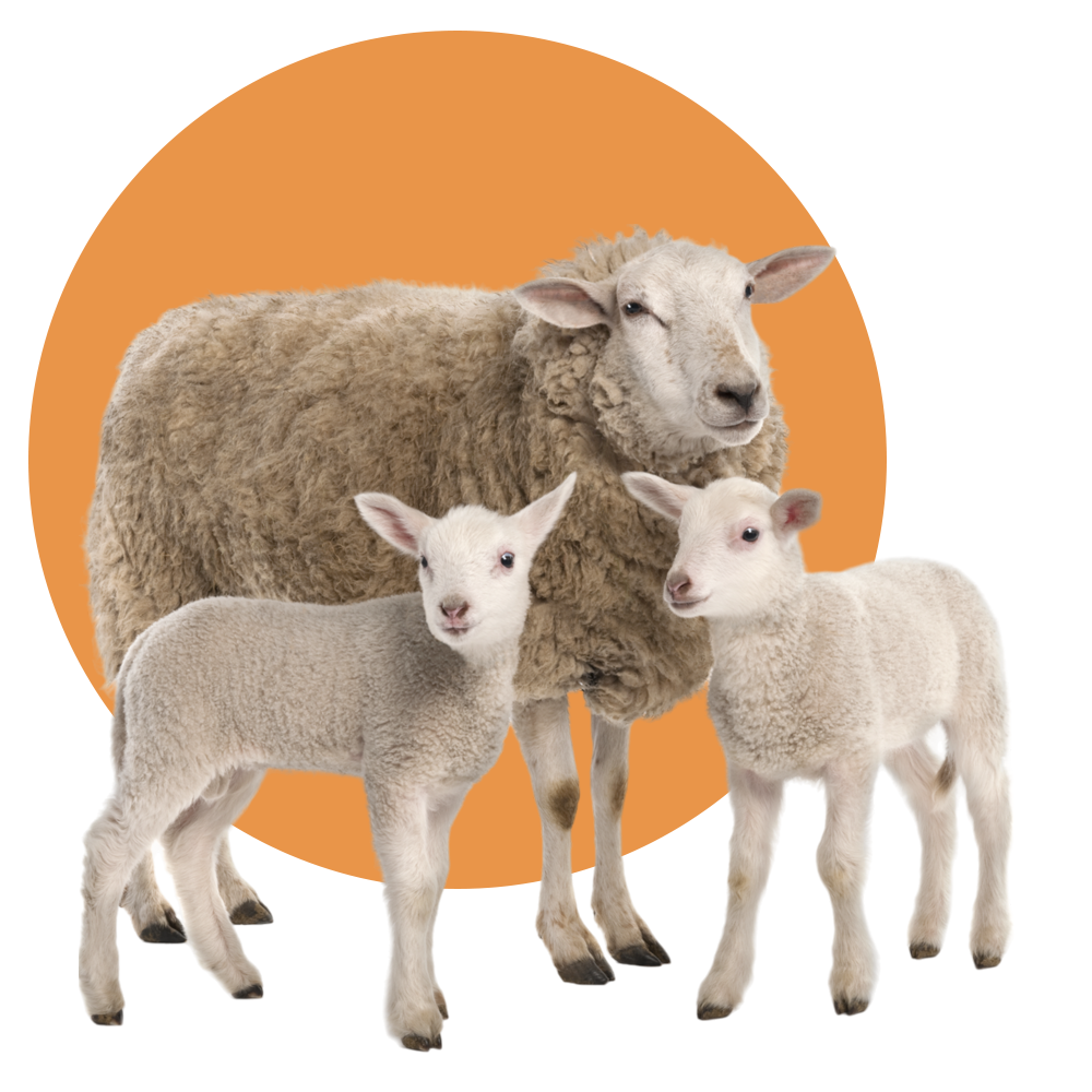 A Sheep Family