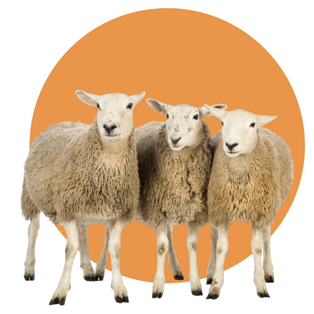 Three Cute Sheep