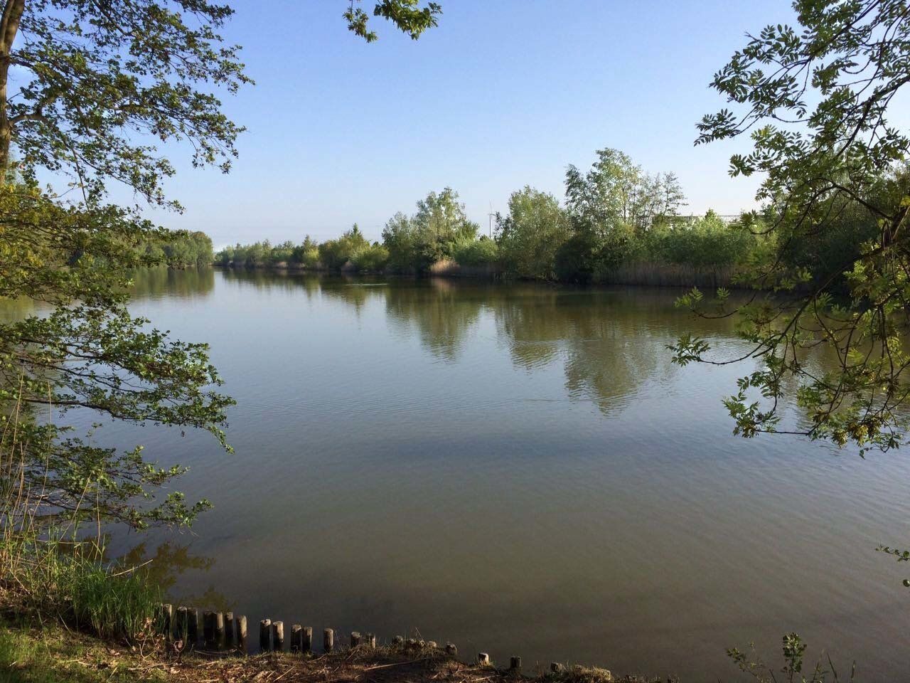 A large body of water surrounded by trees on a sunny day