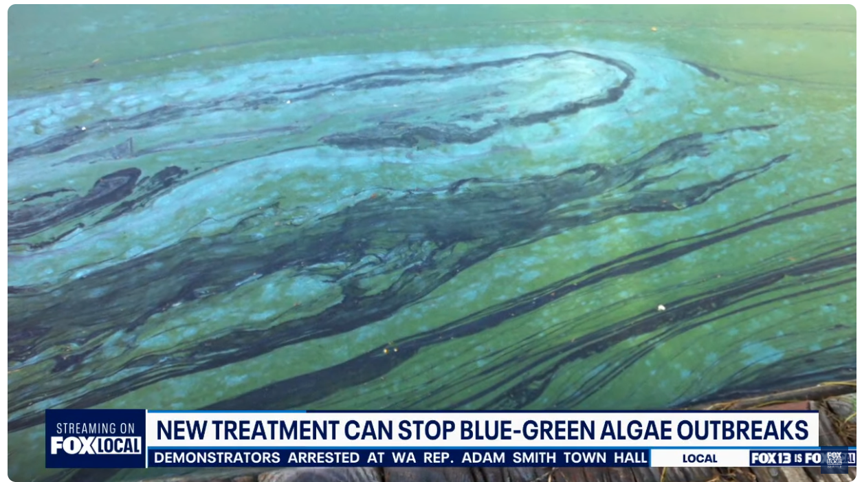 Water with a blue-green algae bloom. Headline: 
