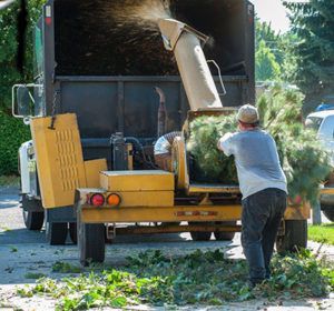professional tree trimmers