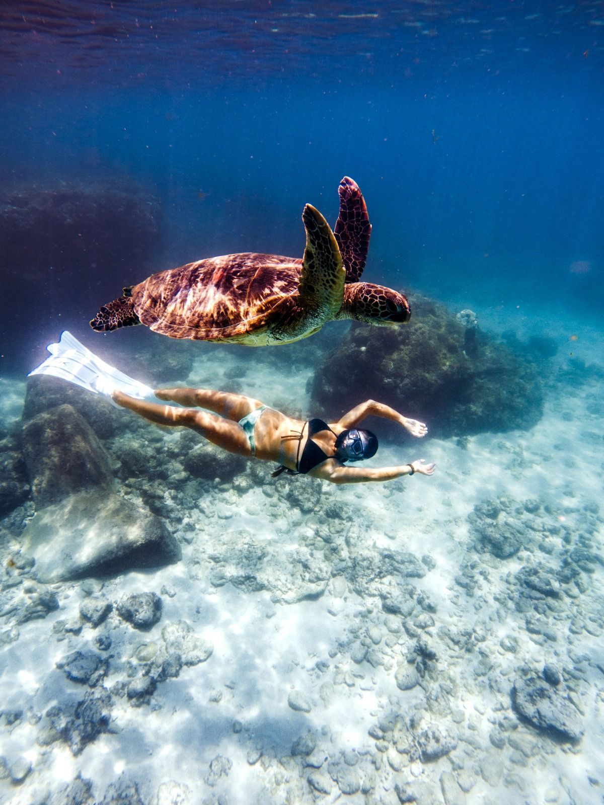 A woman is swimming with a sea turtle in the ocean.
