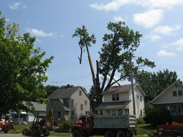 Lot Clearing — Tall Tree in Mansfield, OH
