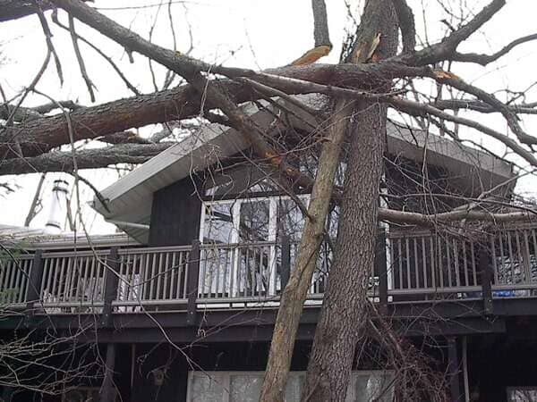 Land Clearing — Tree in Front of the House in Mansfield, OH
