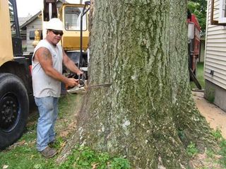 Tree removal services being completed in Ashland, OH