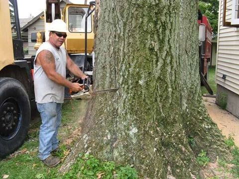 Tree Removal — Man Cutting A Tree in Mansfield, OH