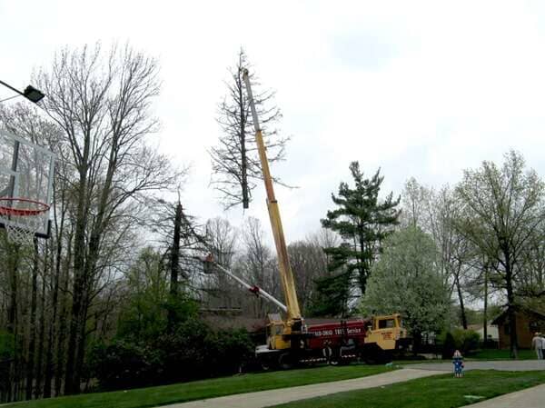 Tree Removal — Crane Truck Holding a Tree in Mansfield, OH