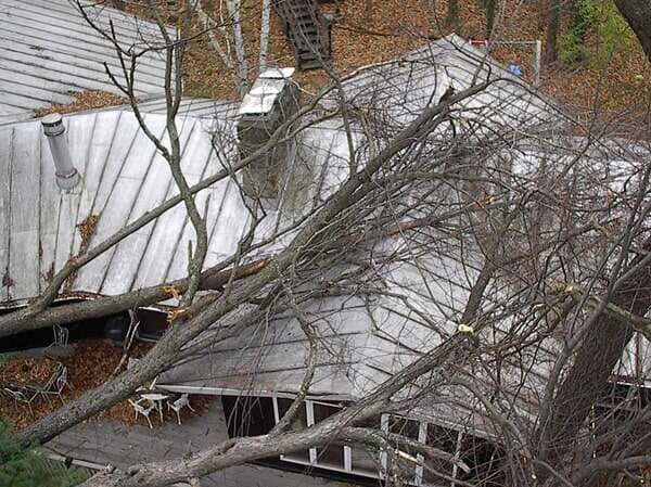 Tree Pruning — Fallen Tree in Mansfield, OH